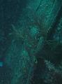 Thistlegorm (42)